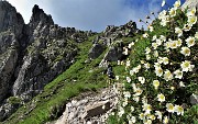 21 Bouquet di  Camedrio alpino (Dryas octopetala)  per il Torrione d'Alben 